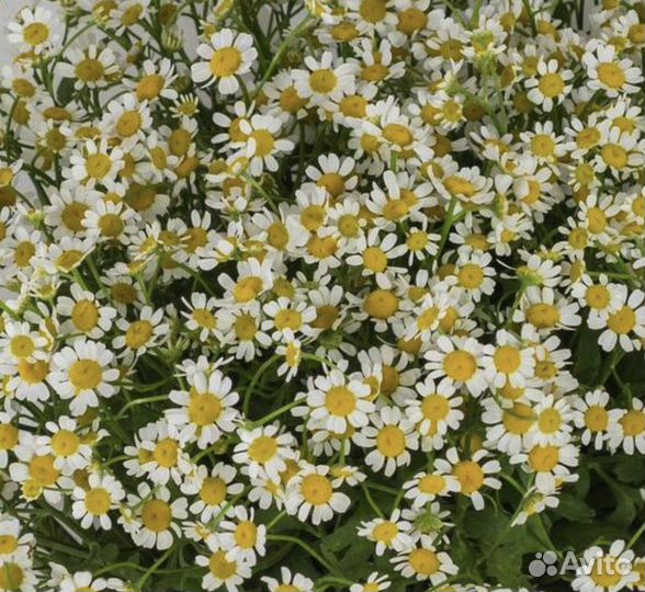 Букет из полевых ромашек в крафте