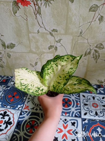 Диффенбахия Ами