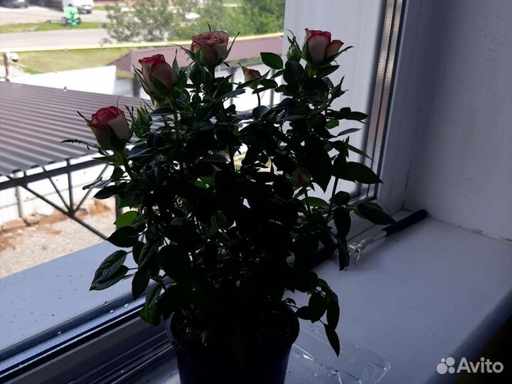 Комнатные цветы розы