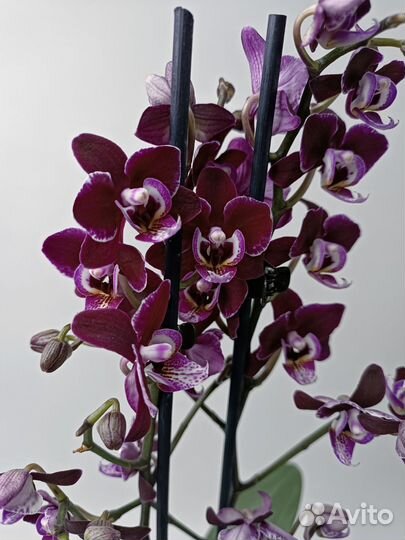 Орхидея мультифлора