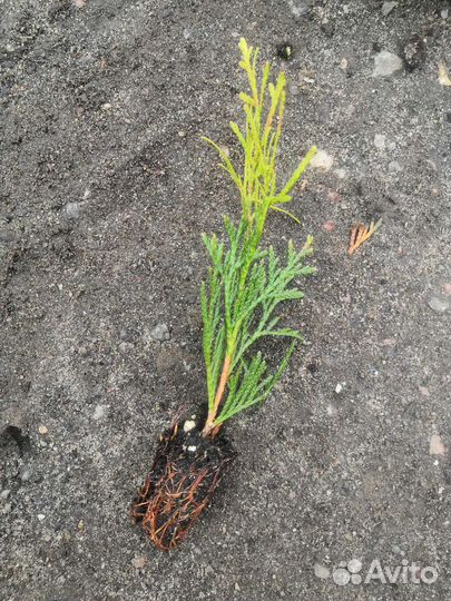 Туя смарагд