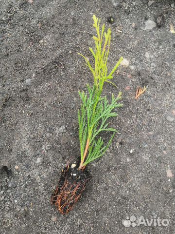 Туя смарагд