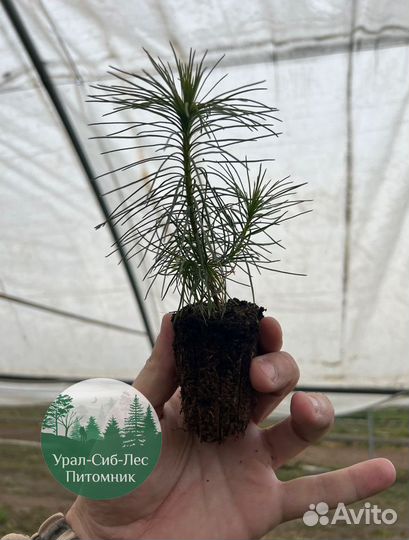 Сеянцы зкс Сосна Ель Лиственница окс Голуб Горн