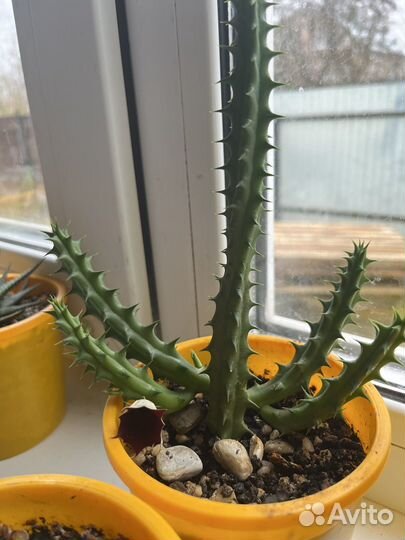 Кактус гуэрния цветет