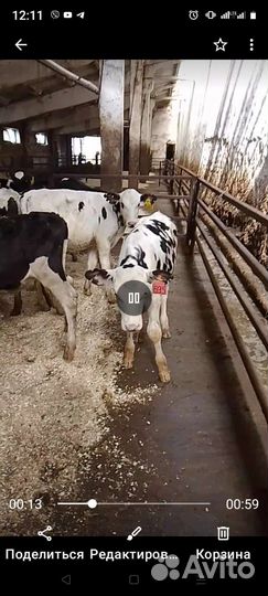 Телята бычки и есть тёлки