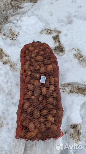 Картофель на семена