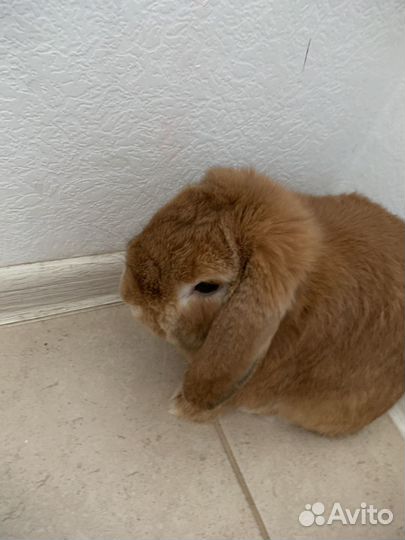 Декоративный кролик, карликовый баран