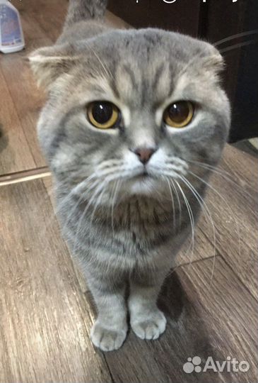 Британская