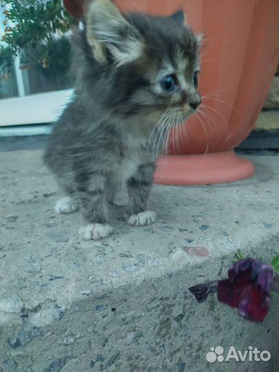 Котята бесплатно