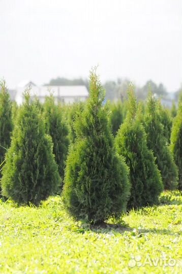 Туя западная Смарагд 220-240см