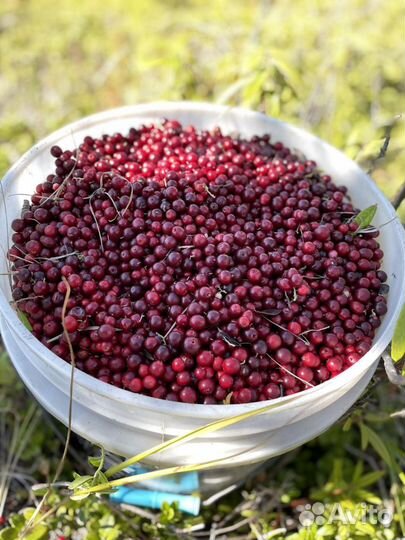 Продам бруснику