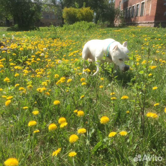 Выгул собак