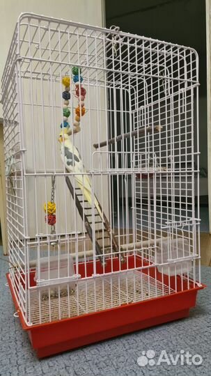 Клетка с попугаем Корелла