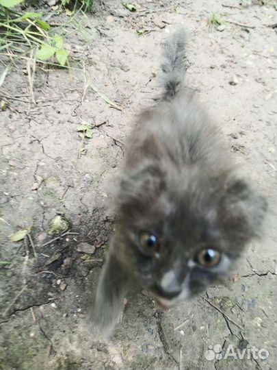 Котята