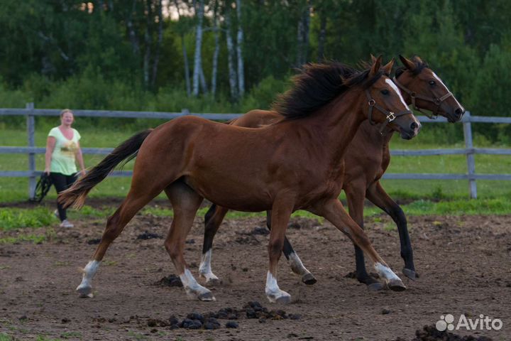 Спортивная тракененская помесь