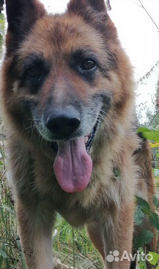 Передержка для животных