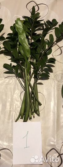 Замиокулькас