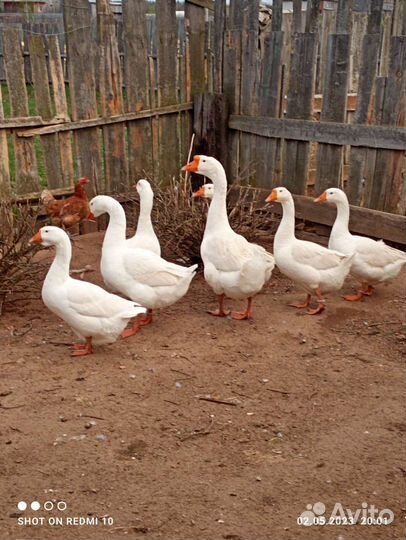 Гуси Линда прошлогодняя