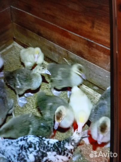 Продаю птицу