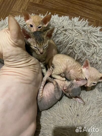 Котята сфинкс