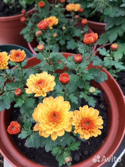 Хрезентема