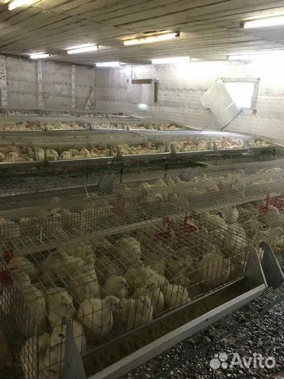 Прибыльная птице ферма цыплят корнишонов