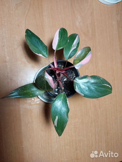 Филодендрон розовая принцесса