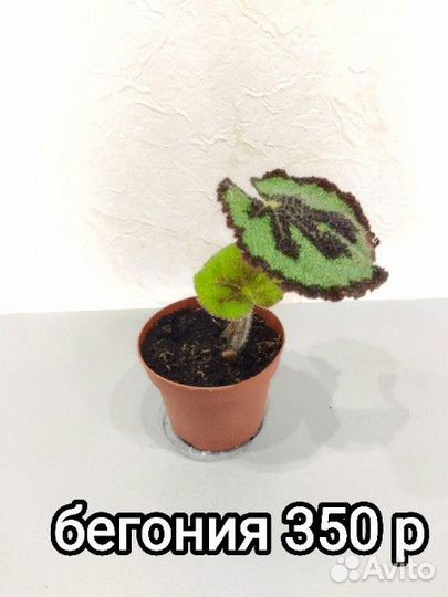Комнатные цветы в ассортименте