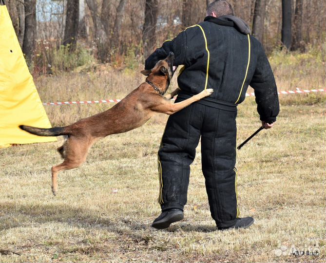 Дрессировка собак кинолог