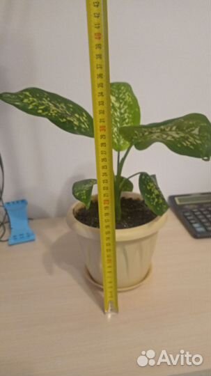 Диффенбахия