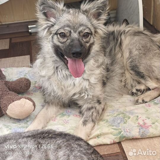 Собака в добрые руки