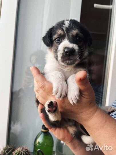 Щенки в добрые руки