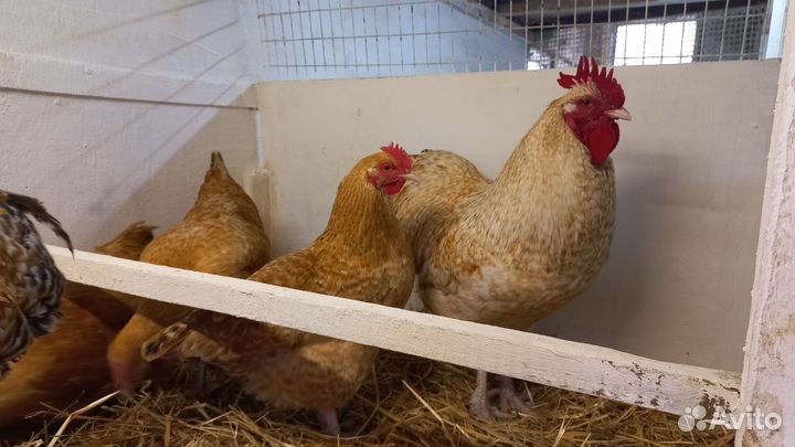 Инкубационное яйцо и цыплята мясо-яичных пород кур