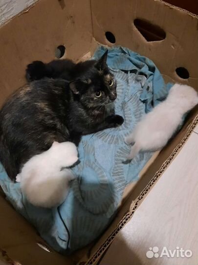 Котики бесплатно в добрые руки