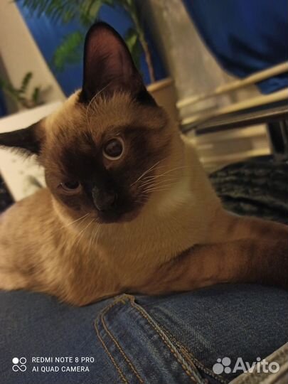 Тайский кот вязка