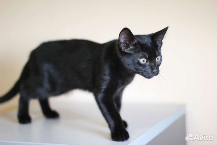 Котенок черный