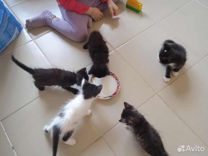 Кошка