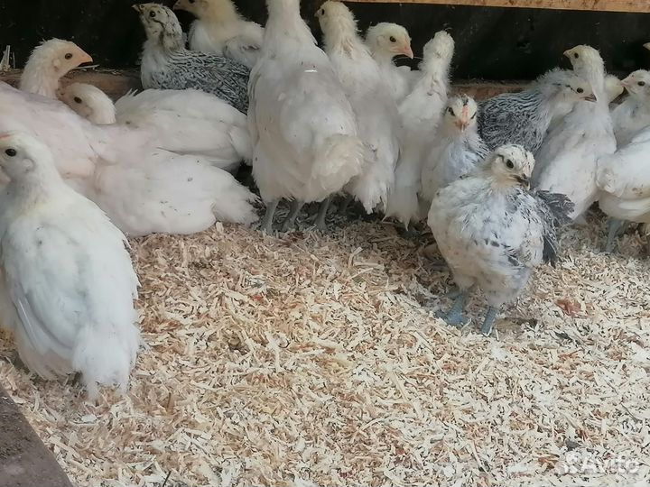 Инкубационное яйцо Брессгальской породы кур