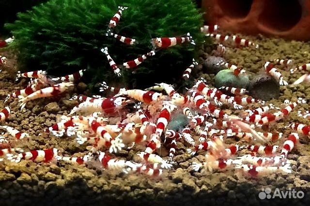 Аквариумные Креветки