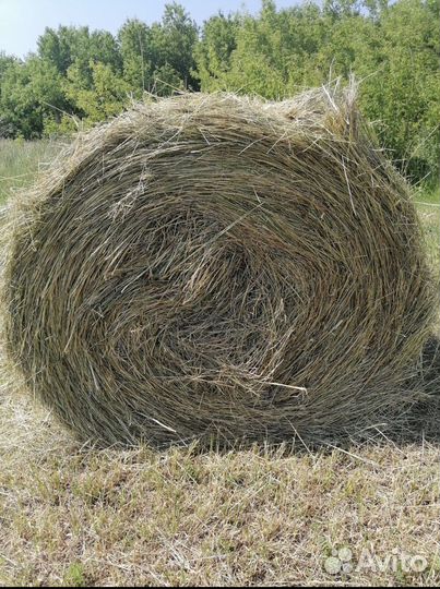 Сено эспарцет. Самовывоз