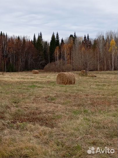 Продам сено в рулонах
