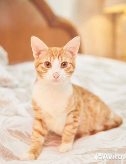 Котик ручной ласковый молодой