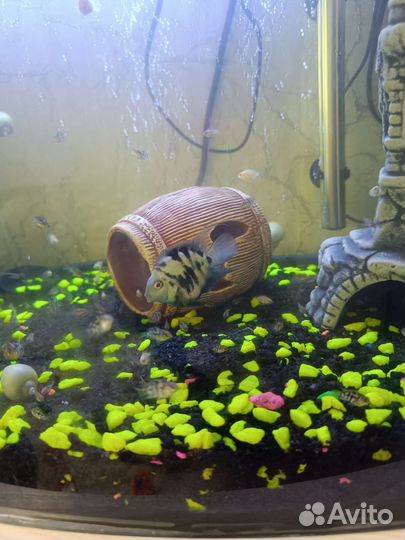 Аквариумные рыбки большие читайте описание