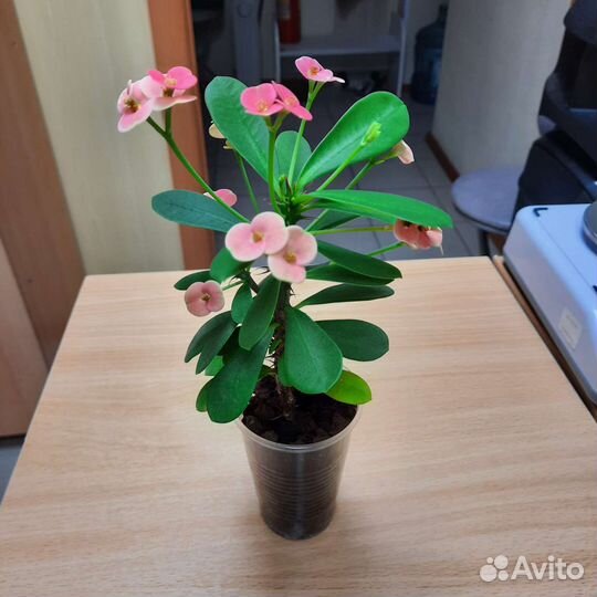 Диффенбахия, бегония, молочай Миля