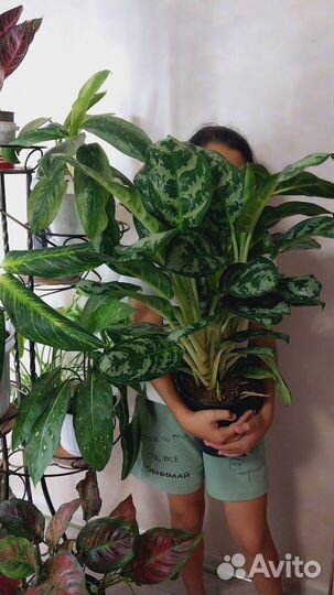 Аглаонема боксинг