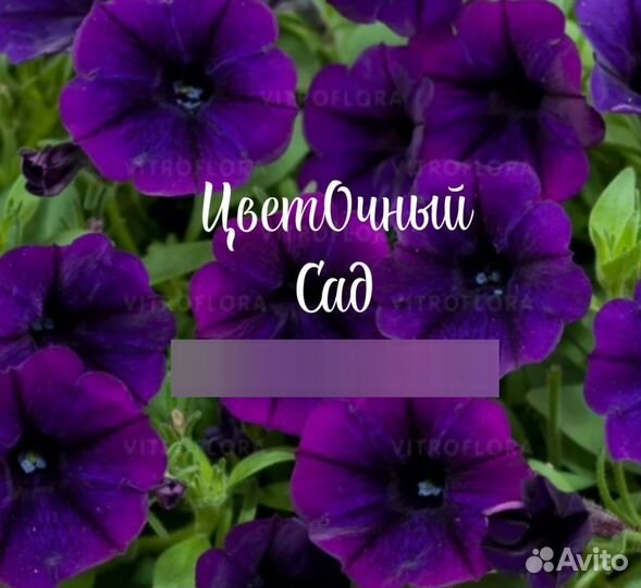 Цветы петунии рассада, калибрахоа, гейхеры, розы