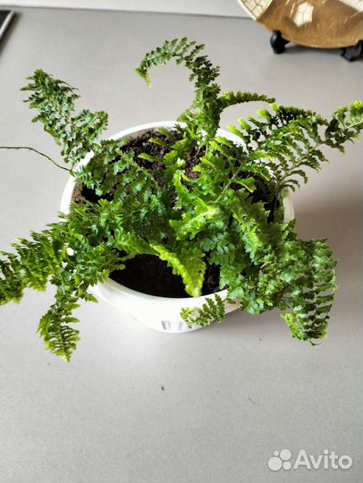 Папоротник кучерявый