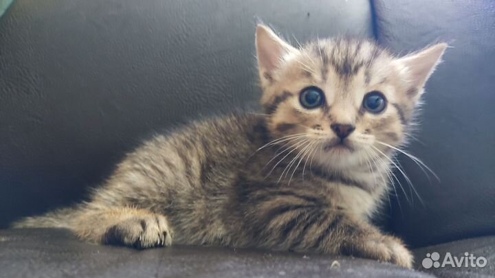 Котята в дар от кошки-мышеловки