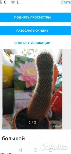 Кактус большой