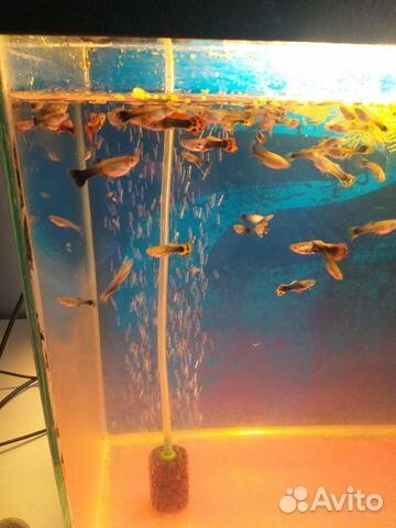 Аквариумные рыбки гуппи